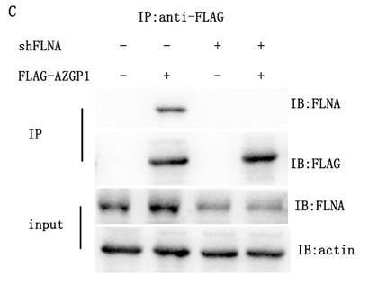 J Cancer Image