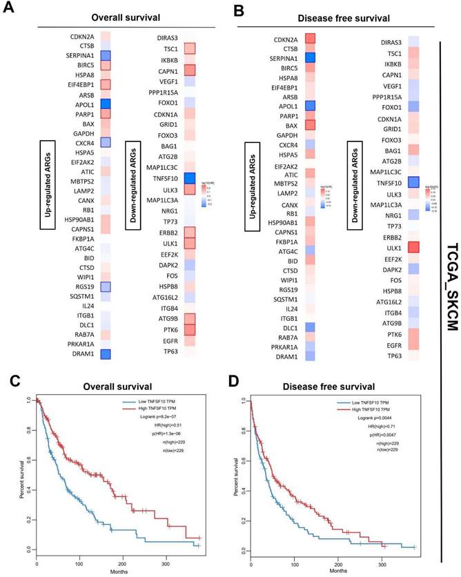 J Cancer Image