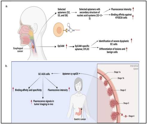 J Cancer Image