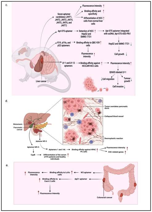 J Cancer Image