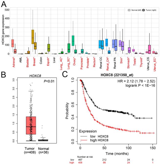 J Cancer Image