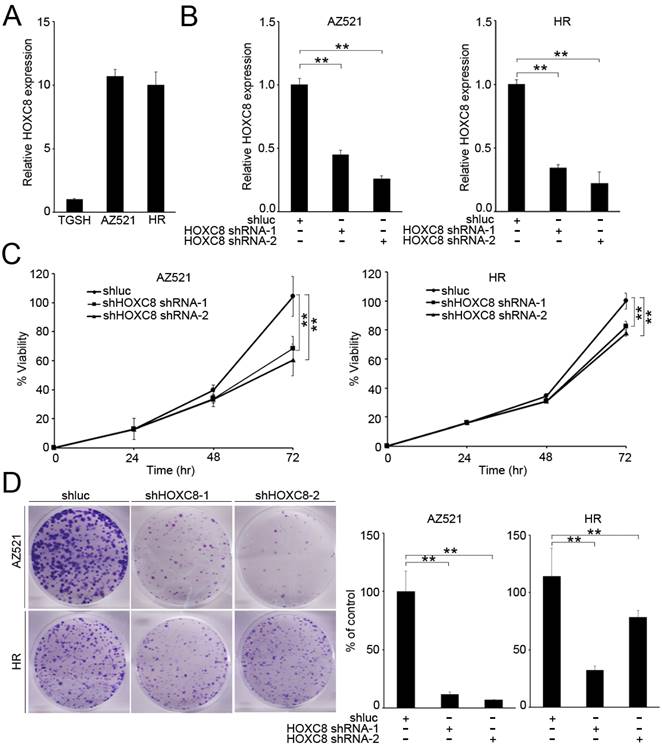 J Cancer Image