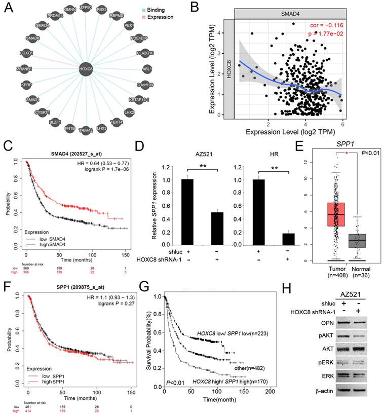 J Cancer Image