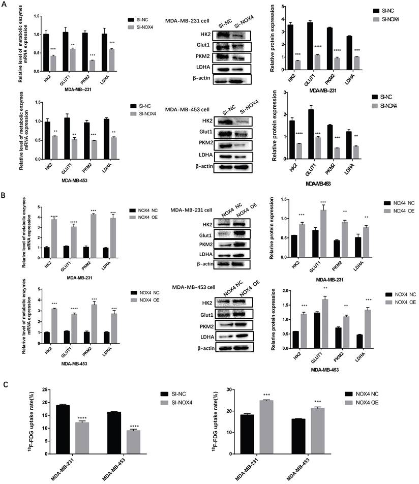 J Cancer Image