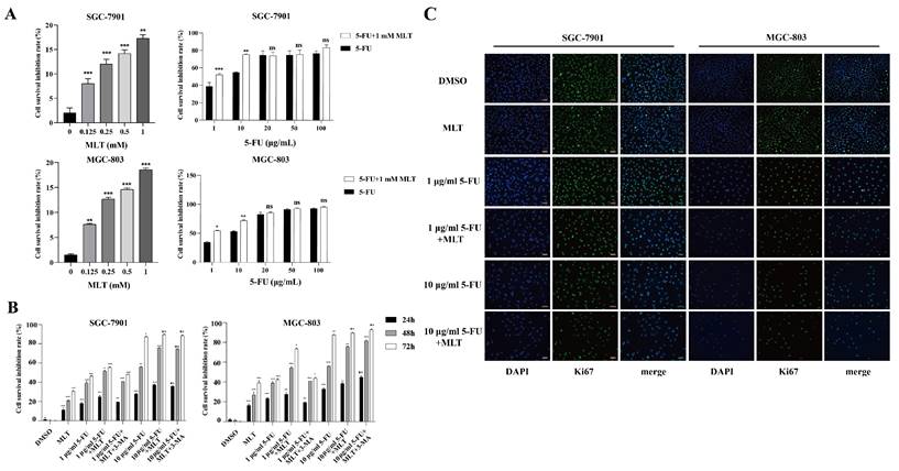 J Cancer Image