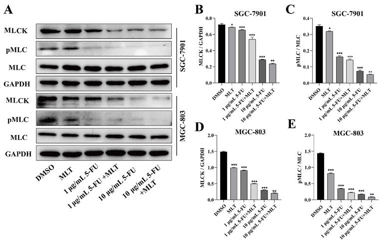 J Cancer Image