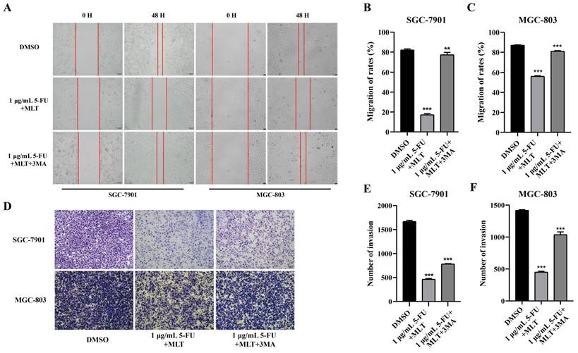 J Cancer Image