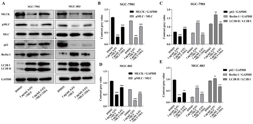 J Cancer Image