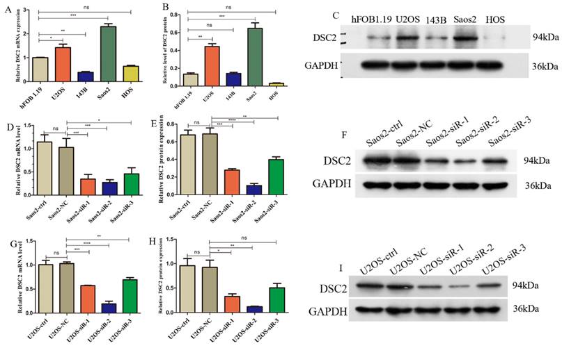 J Cancer Image