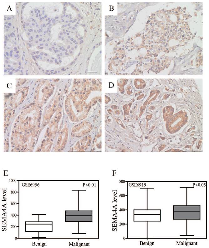 J Cancer Image