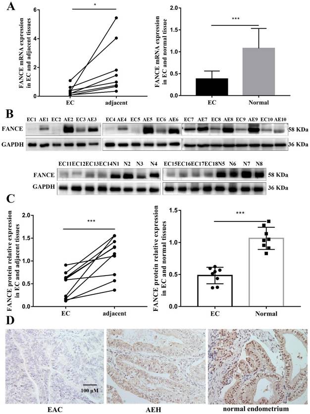 J Cancer Image