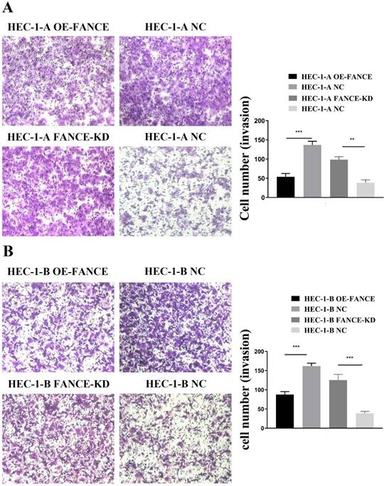 J Cancer Image