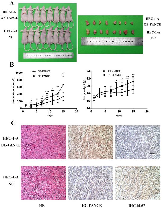 J Cancer Image