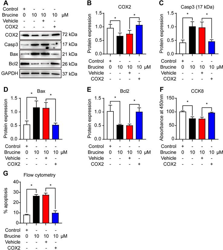 J Cancer Image