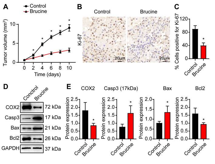 J Cancer Image