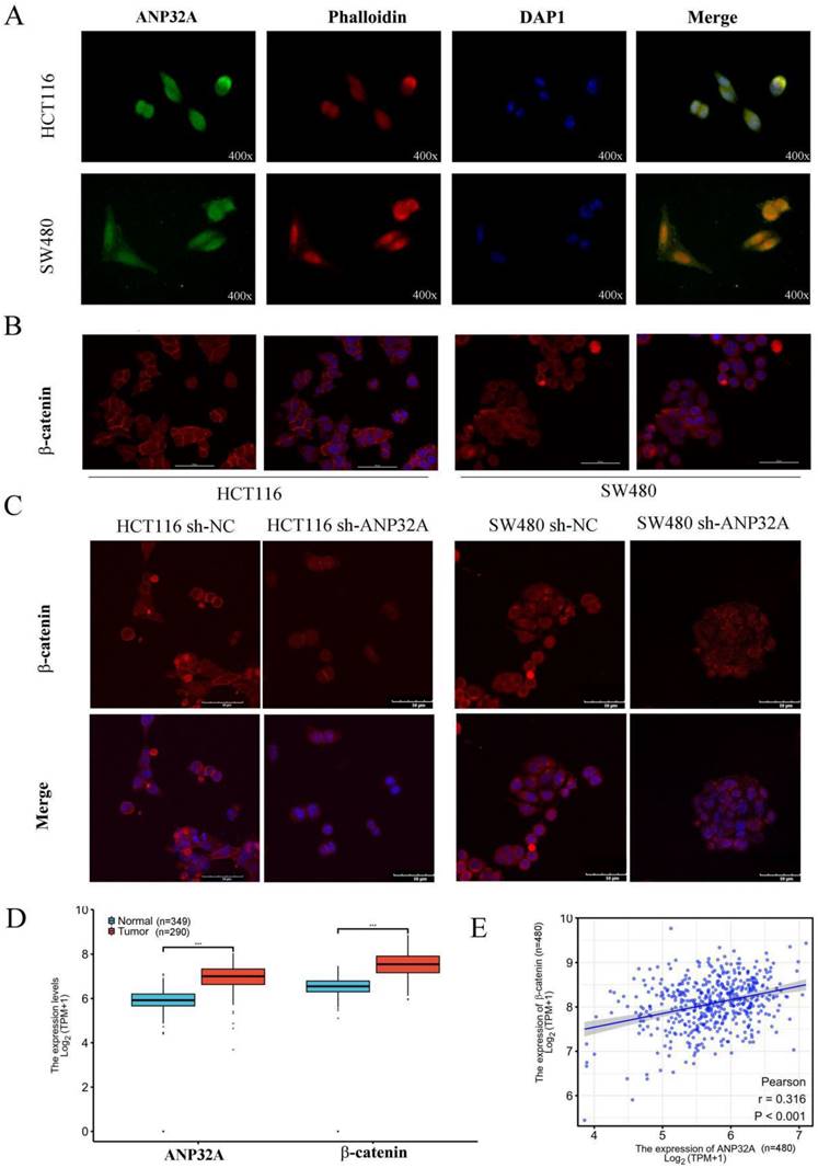 J Cancer Image