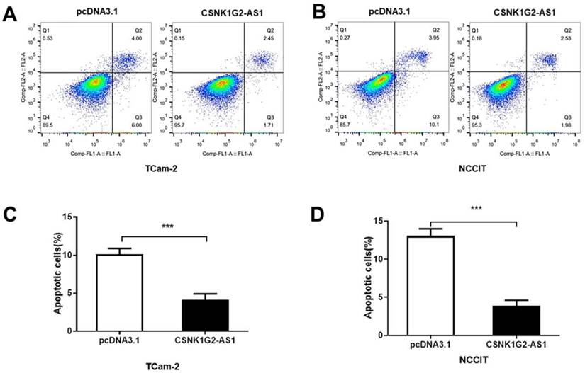 J Cancer Image