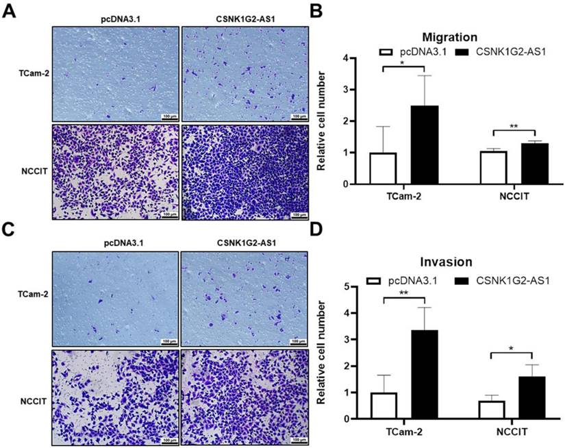 J Cancer Image