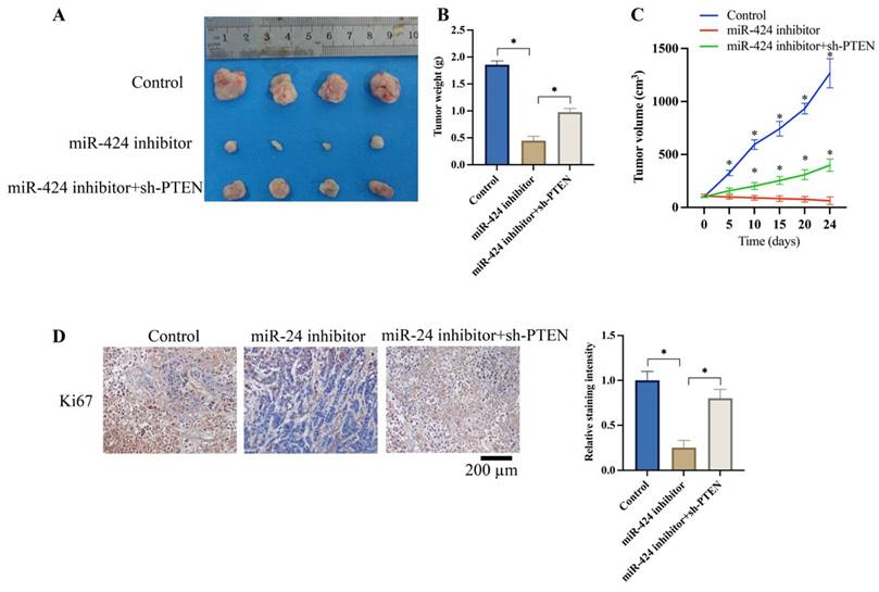 J Cancer Image