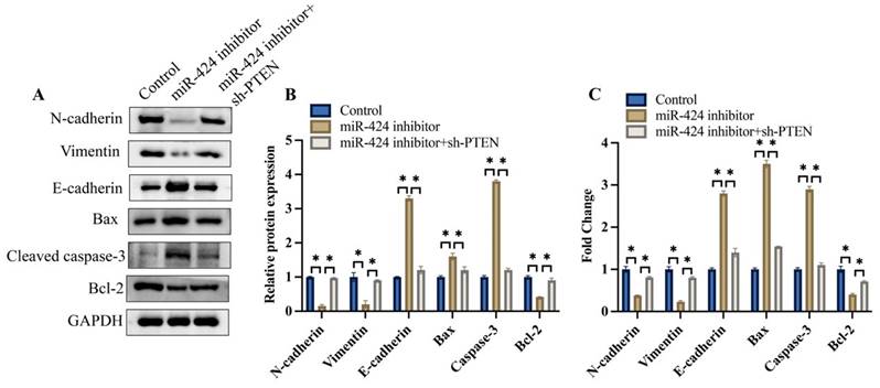 J Cancer Image