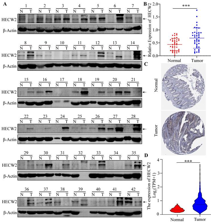 J Cancer Image