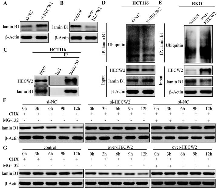 J Cancer Image