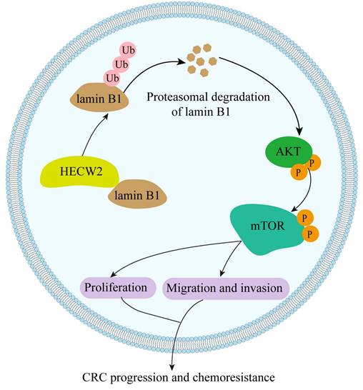 J Cancer Image