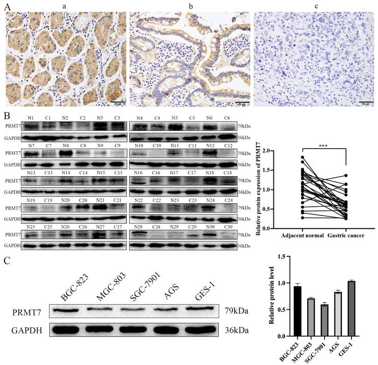 J Cancer Image