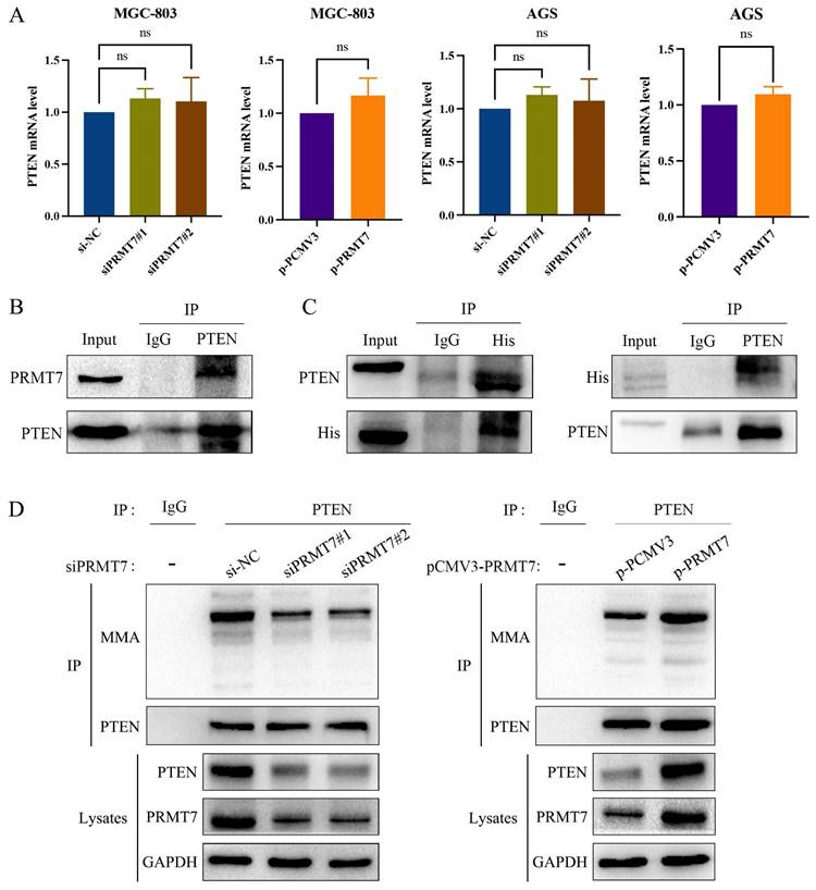 J Cancer Image