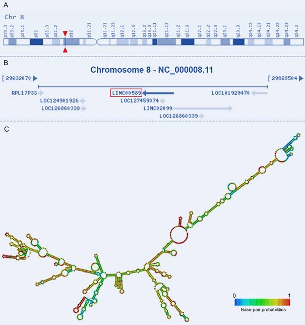 J Cancer Image