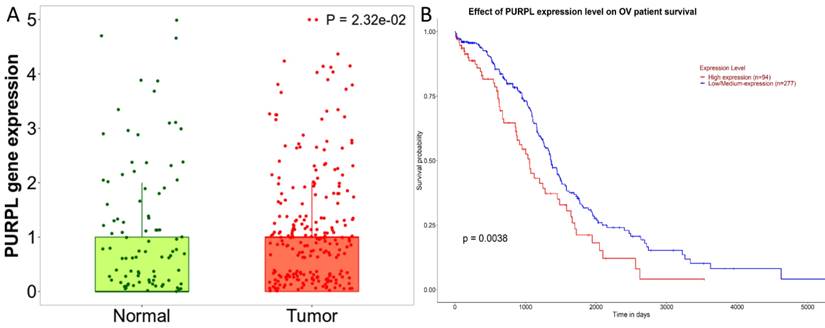 J Cancer Image