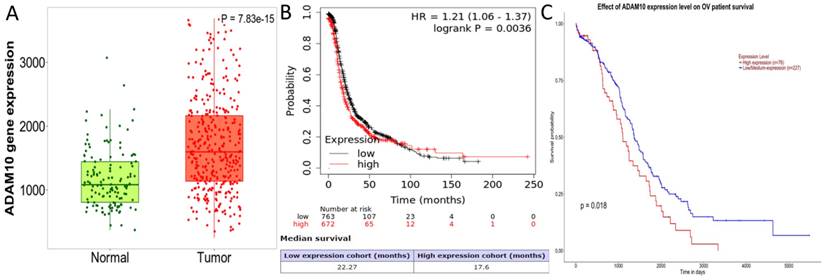 J Cancer Image