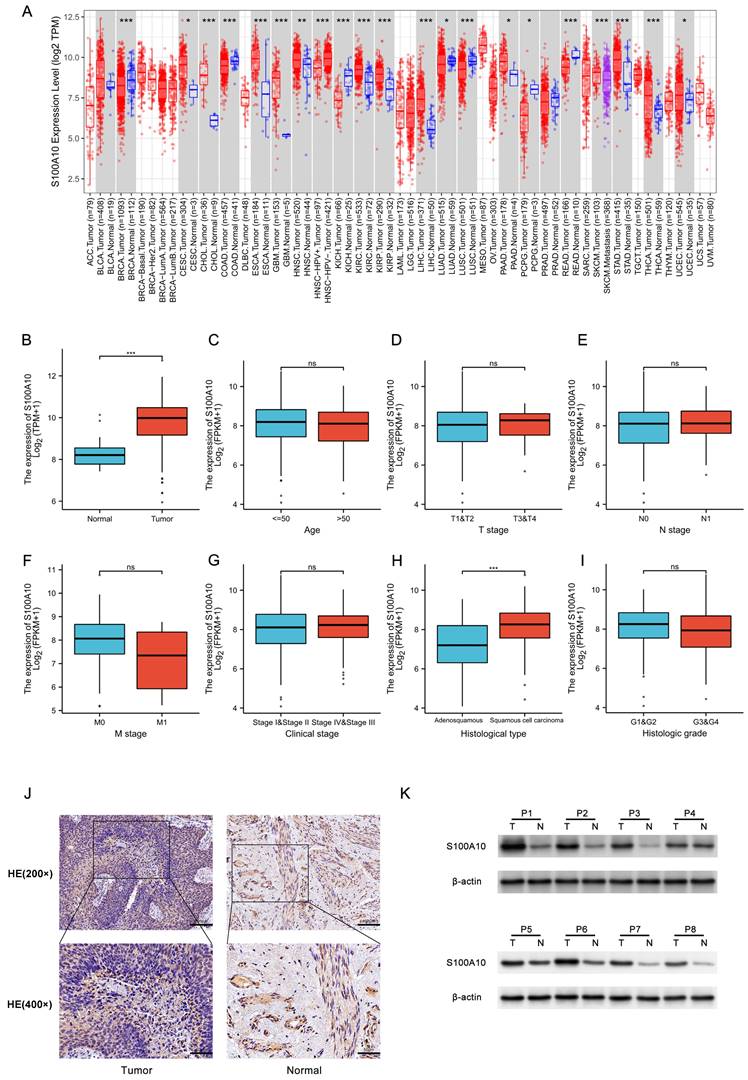 J Cancer Image