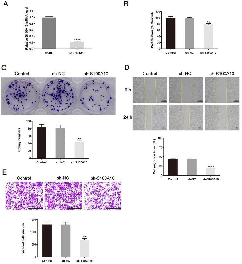 J Cancer Image