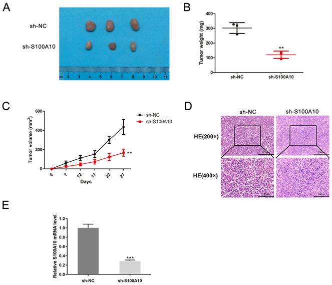 J Cancer Image