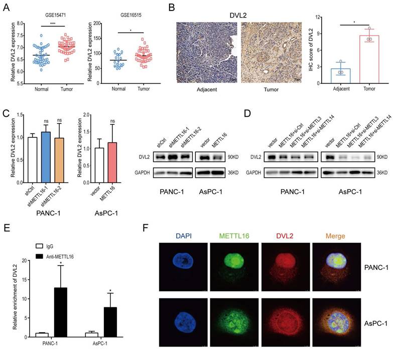 J Cancer Image