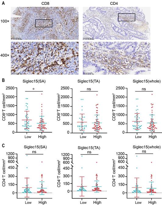 J Cancer Image