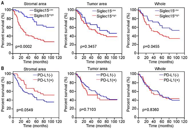 J Cancer Image