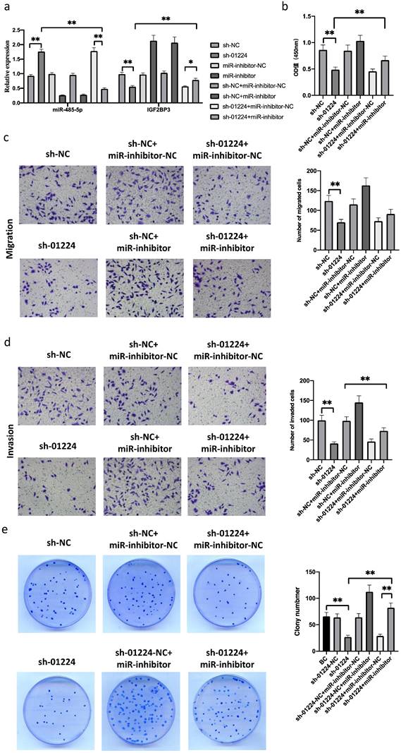 J Cancer Image