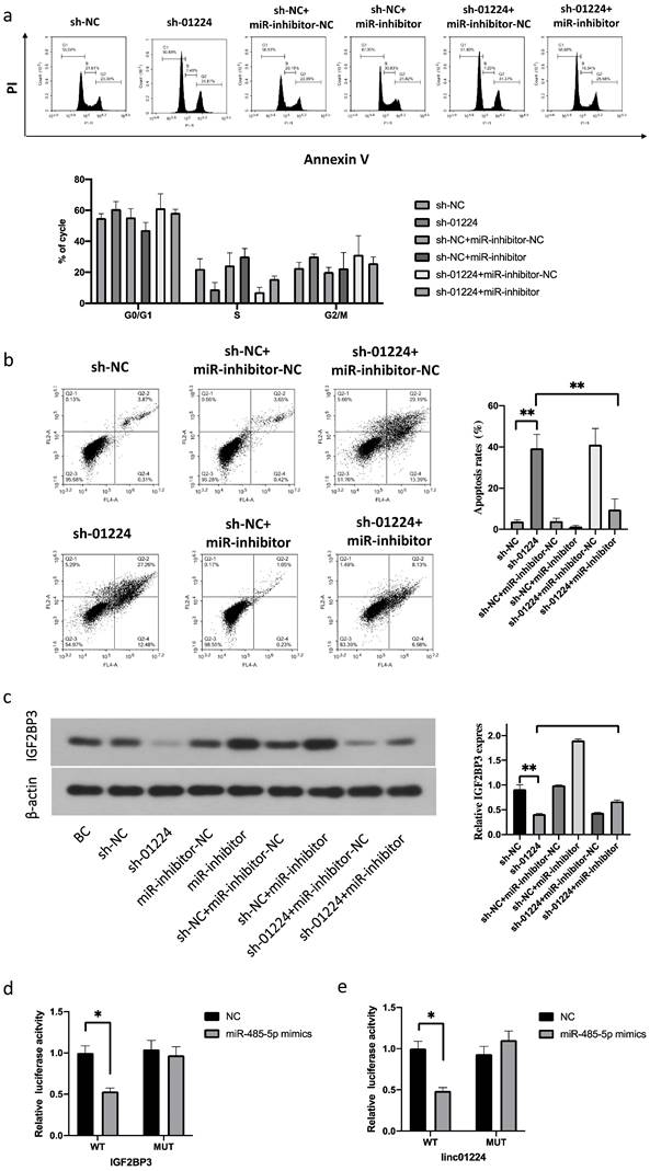 J Cancer Image