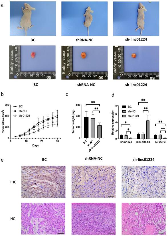 J Cancer Image