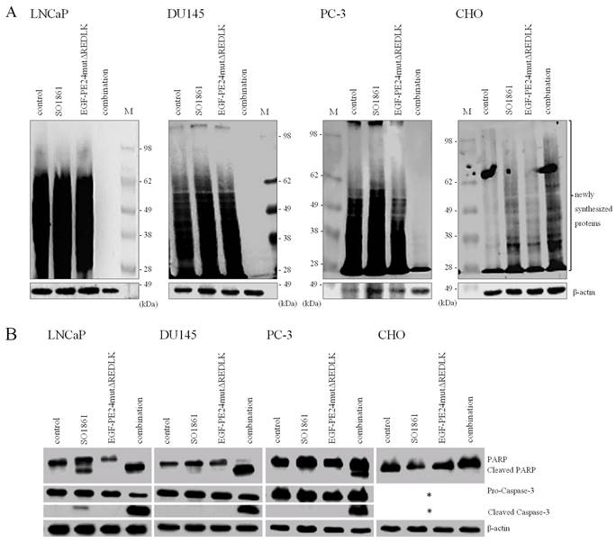 J Cancer Image