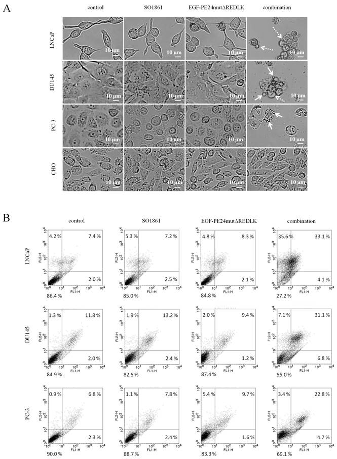 J Cancer Image