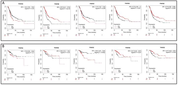 J Cancer Image