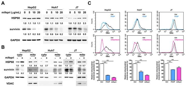 J Cancer Image