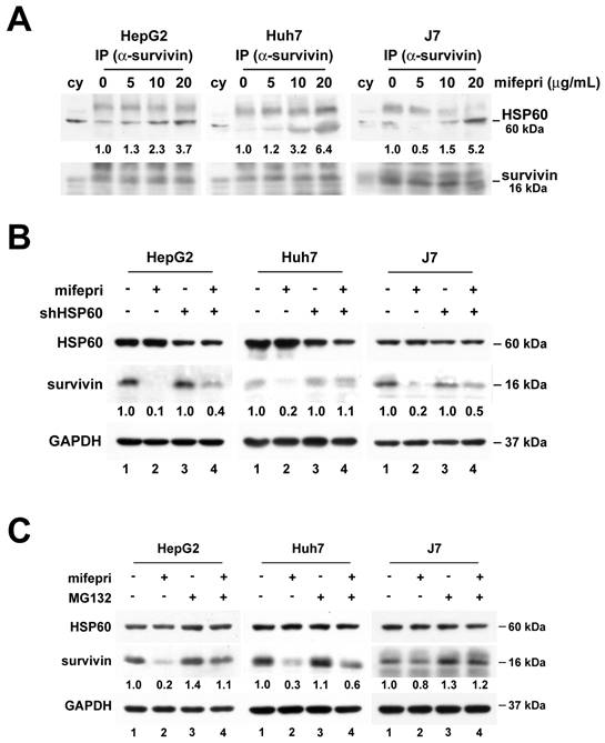 J Cancer Image