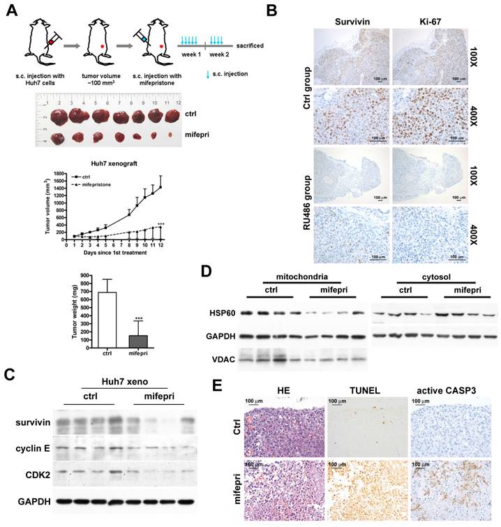 J Cancer Image