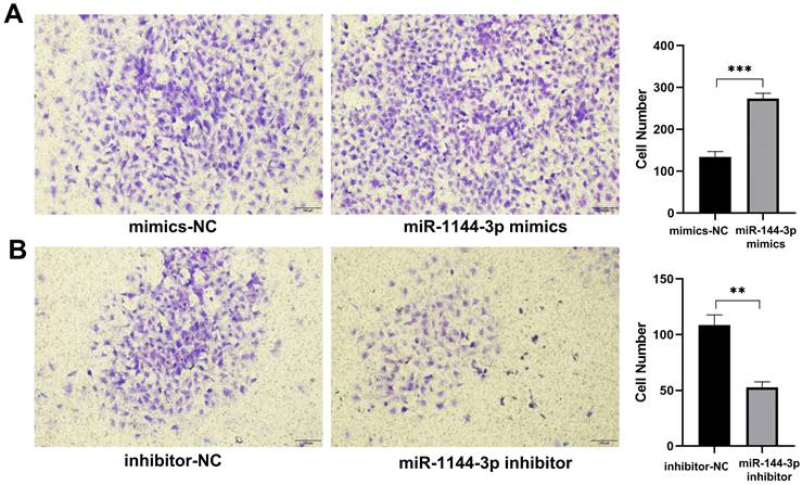 J Cancer Image