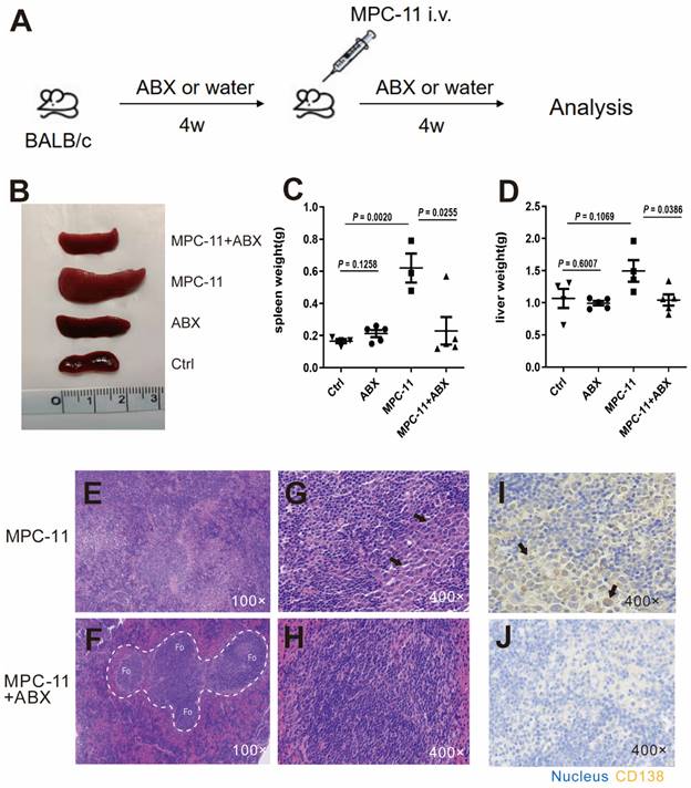 J Cancer Image