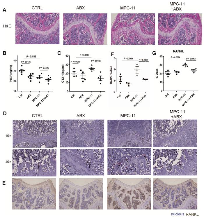 J Cancer Image